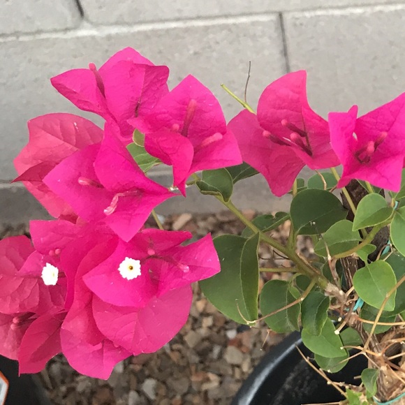 Meet your Posher, Robbie - Picture 2 of 2